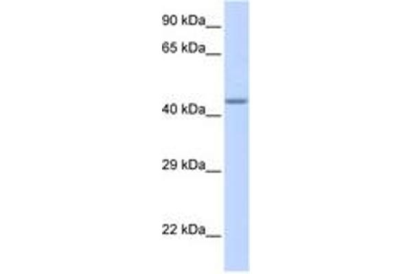 ZNF589 Antikörper  (AA 216-265)