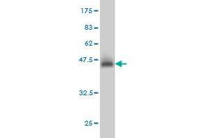 Western Blotting (WB) image for anti-YY1 Transcription Factor (YY1) (AA 221-320) antibody (ABIN563397)