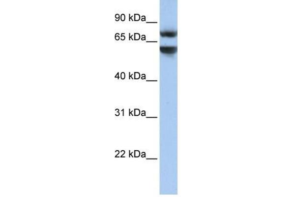 Junctophilin 3 Antikörper  (N-Term)