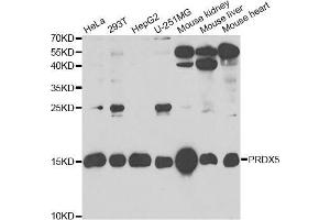 Western blot analysis of extracts of various cell lines, using PRDX5 antibody (ABIN5973743) at 1/1000 dilution. (Peroxiredoxin 5 Antikörper)