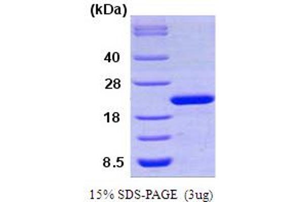 PPIF Protein (AA 30-207)