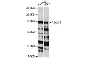 Western blot analysis of extracts of various cell lines, using ABCC4 antibody (ABIN5971224) at 1:3000 dilution. (ABCC4 Antikörper)