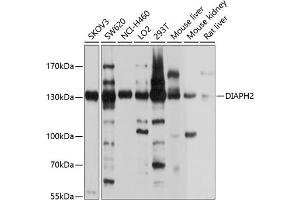 Western blot analysis of extracts of various cell lines, using DI antibody (ABIN6129350, ABIN6139616, ABIN6139617 and ABIN6214368) at 1:1000 dilution. (DIAPH2 Antikörper  (AA 1-120))