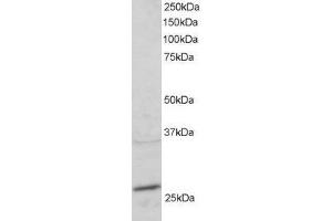ABIN2564836 staining (2µg/ml) of mouse heart lysate (RIPA buffer, 30µg total protein per lane). (RAB11A Antikörper  (C-Term))