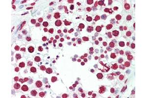 Human Testis: Formalin-Fixed, Paraffin-Embedded (FFPE), at a dilution of 1:50. (Nuclei and Chromosomes, Histone Specific Antikörper)