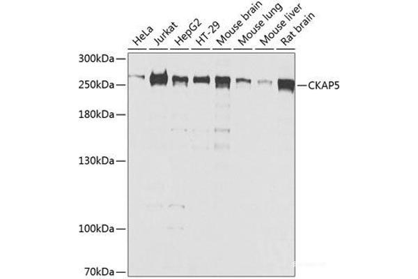 CKAP5 Antikörper