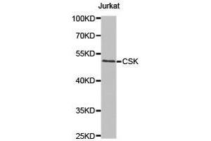 Western Blotting (WB) image for anti-C-Src tyrosine Kinase (CSK) antibody (ABIN1872031) (CSK Antikörper)