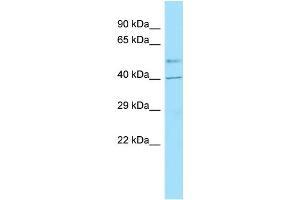 Western Blotting (WB) image for anti-G Protein-Coupled Receptor 6 (GPR6) (C-Term) antibody (ABIN2435714) (GPR6 Antikörper  (C-Term))