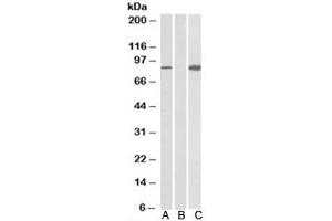 Western blot testing of HEK293 lysate overexpressing human STAT4-MYC probed with STAT4 antibody (0. (STAT4 Antikörper)
