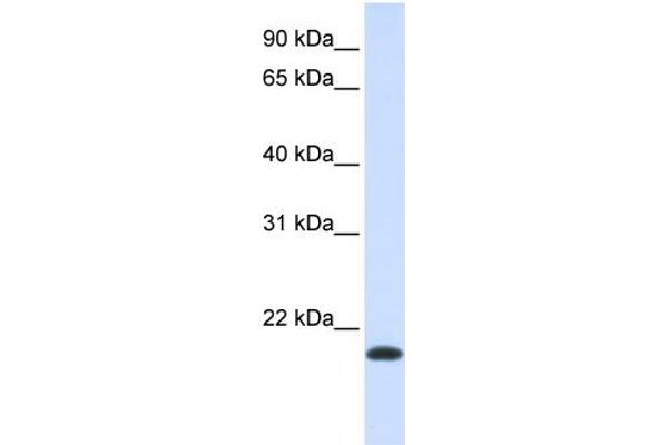 NKAIN1 Antikörper  (Middle Region)