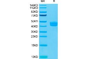 SDS-PAGE (SDS) image for CD3E & CD3G (AA 22-117) protein (Fc Tag) (ABIN7274132)