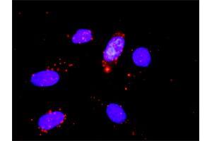 Proximity Ligation Assay (PLA) image for anti-Cyclin-Dependent Kinase 6 (CDK6) (AA 3-99) antibody (ABIN560298)