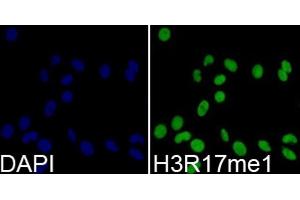 Immunofluorescence analysis of 293T cells using MonoMethyl-Histone H3-R17 antibody. (Histone 3 Antikörper  (H3R17me))