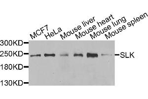 Western blot analysis of extracts of various cell lines, using SLK antibody (ABIN5975495) at 1/1000 dilution. (SLK Antikörper)