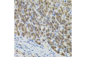 Immunohistochemistry of paraffin-embedded mouse stomach using MARVELD2 antibody. (Tricellulin Antikörper)