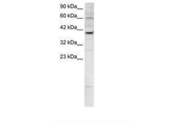 KIF25 Antikörper  (AA 302-351)