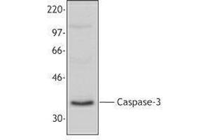 Western Blotting (WB) image for anti-Caspase 3 (CASP3) antibody (ABIN2665464) (Caspase 3 Antikörper)