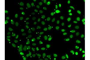 Immunofluorescence analysis of A549 cells using SUB1 antibody (ABIN5974252). (SUB1 Antikörper)