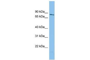 WDR49 antibody used at 1 ug/ml to detect target protein. (WDR49 Antikörper  (N-Term))