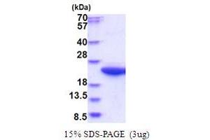 Calpain S1 Protein (AA 84-268) (His tag)