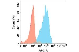 Flow cytometry analysis with Anti-IL5 on Expi293 cells transfected with human IL5 (Blue histogram) or Expi293 transfected with irrelevant protein (Red histogram). (IL-5 Antikörper)