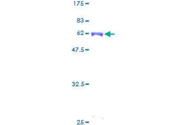 CDC42EP3 Protein (AA 1-254) (GST tag)