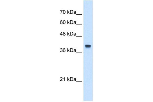 IFI44L Antikörper  (N-Term)