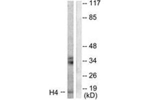 Western blot analysis of extracts from Raw264. (Histone H4 Antikörper  (AA 15-64))