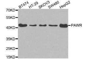 Western blot analysis of extracts of various cell lines, using PAWR antibody. (PAWR Antikörper)