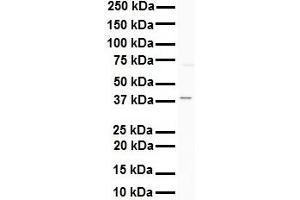 WB Suggested Anti-AGER antibody Titration: 1 ug/mL Sample Type: Human K562 (RAGE Antikörper  (C-Term))