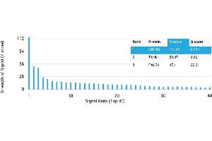 Protein Array (PAr) image for anti-Corticotropin Releasing Hormone Receptor 1 (CRHR1) antibody (ABIN7456119) (CRHR1 Antikörper)