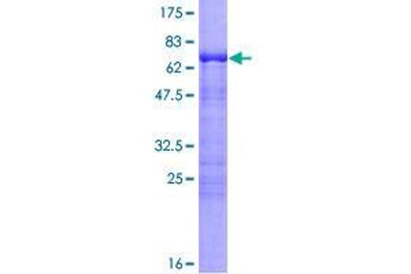 CDC42EP4 Protein (AA 1-356) (GST tag)