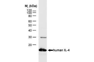 Western Blotting (WB) image for anti-Interleukin 4 (IL4) antibody (PE) (ABIN2475021) (IL-4 Antikörper  (PE))