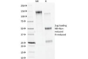 SDS-PAGE (SDS) image for anti-Calnexin (CANX) antibody (ABIN4949485)