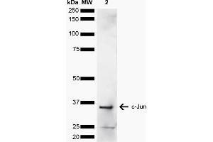 Western blot analysis of Human Cervical cancer cell line (HeLa) lysate showing detection of ~35. (C-JUN Antikörper  (AA 200-300) (FITC))