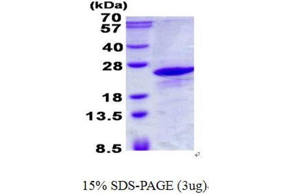 ICT1 Protein (His tag)