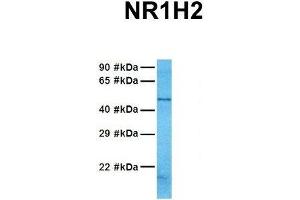Host:  Rabbit  Target Name:  NR1H2  Sample Tissue:  Human 721_B  Antibody Dilution:  1. (NR1H2 Antikörper  (N-Term))