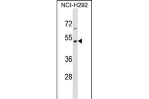 TEKT2 Antibody (N-term) (ABIN1538942 and ABIN2838287) western blot analysis in NCI- cell line lysates (35 μg/lane). (TEKT2 Antikörper  (N-Term))