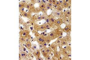 Immunohistochemical analysis of paraffin-embedded H. (FXYD6 Antikörper  (C-Term))