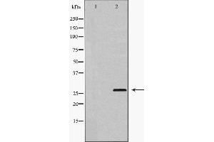 Western blot analysis of extracts of HUVEC, using HSP27 antibody. (HSP27 Antikörper  (N-Term))