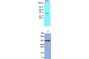 The HeLa cell lysate (30ug) were resolved by SDS-PAGE, transferred to NC membrane and probed with anti-human HAX1 antibody (1:1000). (HAX1 Antikörper)