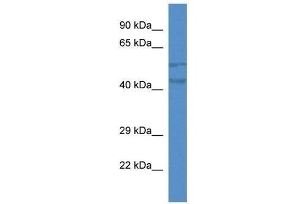 TMEM102 Antikörper  (N-Term)