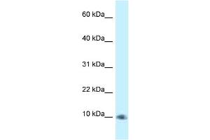 WB Suggested Anti-PSMG3 Antibody Titration: 1. (PSMG3 Antikörper  (C-Term))