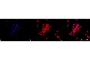 Immunocytochemistry/Immunofluorescence analysis using Rat Anti-GRP94 Monoclonal Antibody, Clone 9G10 . (GRP94 Antikörper  (Atto 488))