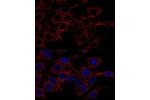 Confocal immunofluorescence analysis of Hela cells using  antibody  at dilution of 1:200. (ATP5A1 Antikörper)