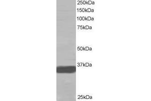 Western Blotting (WB) image for anti-Mortality Factor 4 Like 2 (MORF4L2) antibody (ABIN5871243) (MORF4L2 Antikörper)