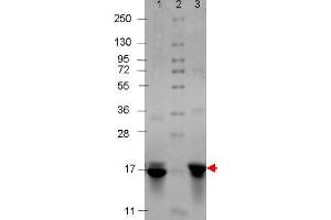 IL-3 Human Recombinant Protein - SDS-PAGE. (IL-3 Protein)