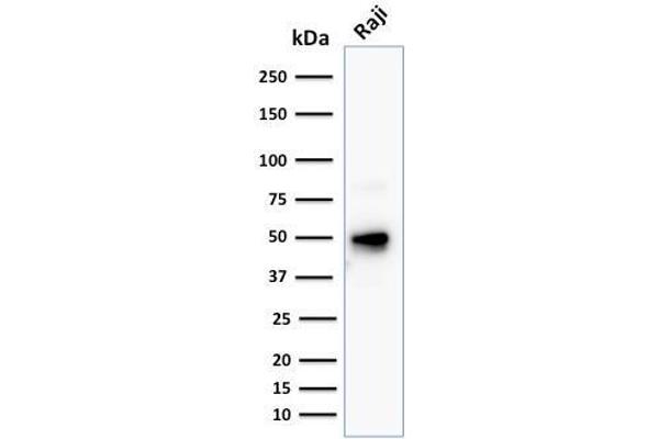 CD79a Antikörper  (AA 202-216)