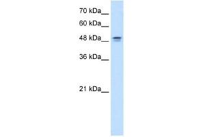 DHODH antibody used at 0. (DHODH Antikörper  (N-Term))