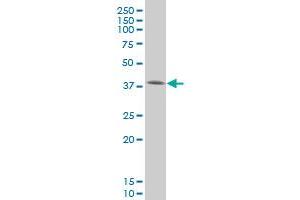 SMAD3 monoclonal antibody (M20), clone 4F9 Western Blot analysis of SMAD3 expression in HeLa . (SMAD3 Antikörper  (AA 147-270))